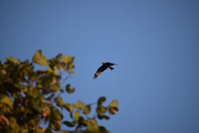 Low angle view of bird flying in sky