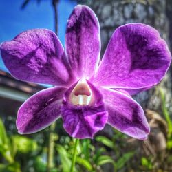 Close-up of purple orchid blooming outdoors