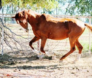 Horse standing on field against trees