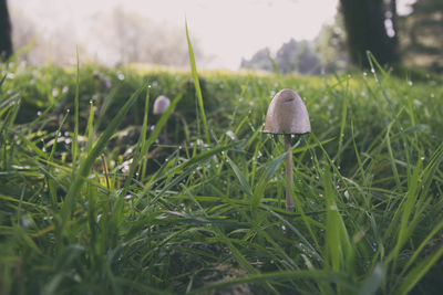 Close-up of mushroom growing on field