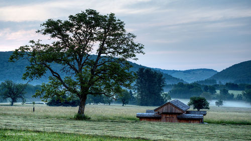 Tree by house on field against sky