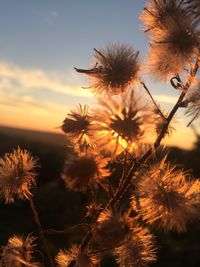 Close-up of wilted flowers against sky during sunset