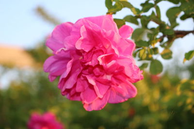 Close-up of pink flowers