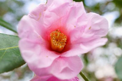 Close-up of pink flower