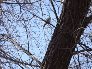 Low angle view of bird perching on tree against sky