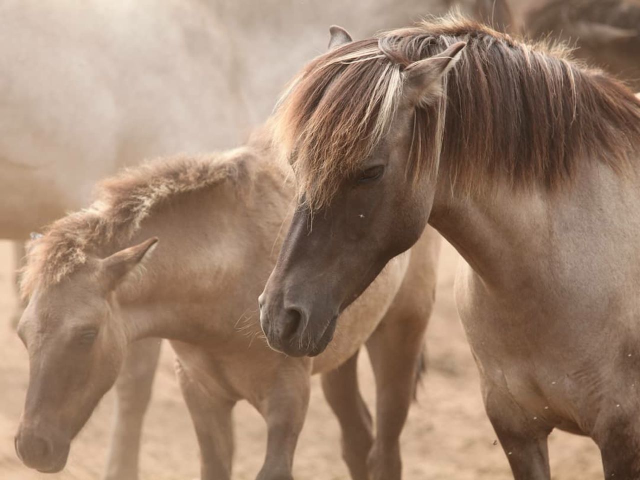 Close-up of horses