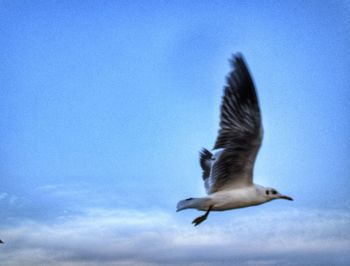 Low angle view of seagull flying in sky