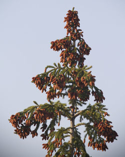 Low angle view of tree against clear sky