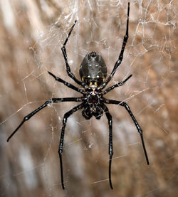 Close-up of spider on web