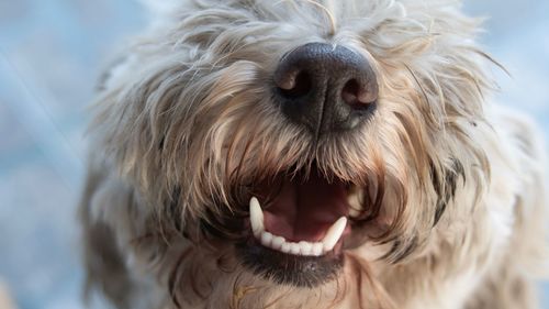 Close-up of a dog