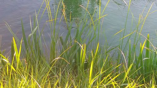 Plants growing in lake