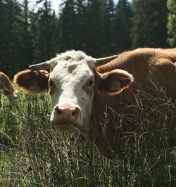 Portrait of cow standing by plants