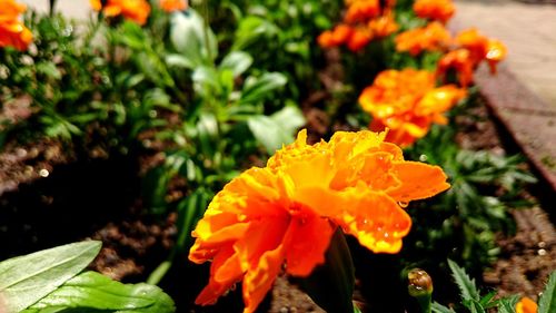 Close-up of flowers blooming outdoors