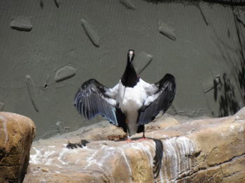 Birds perching on ground