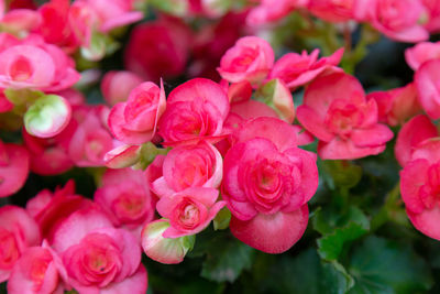 Close-up of pink roses