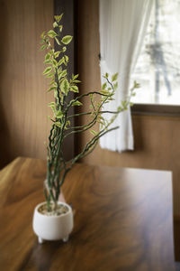 Potted plant on table at home