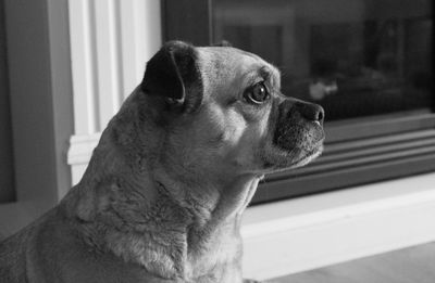 Close-up of dog at home