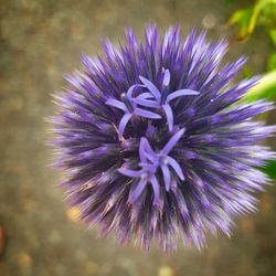 Close-up of purple flowers