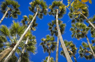 Low angle view of flowering plants against blue sky