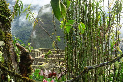 Plants blocking view of old ruins and mountains