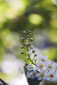 Close-up of plant against tree