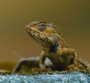 The beauti of a garden lizard , an absolute backyard gem 