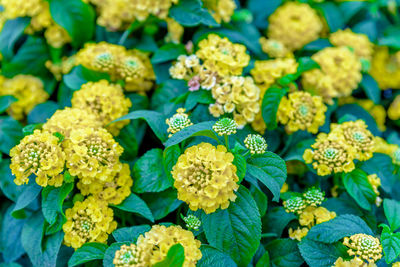 Full frame shot of flowering plants