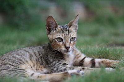 Portrait of a cat resting on field