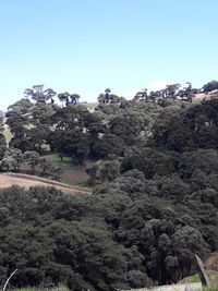 Low angle view of trees on mountain against sky