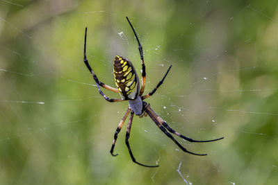 Close-up of spider on web