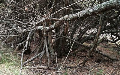 Bare tree in forest