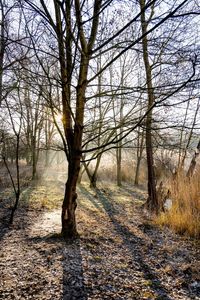 View of bare trees in the forest