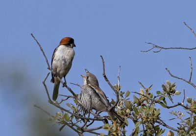 Low angle view of birds perching on tree against sky