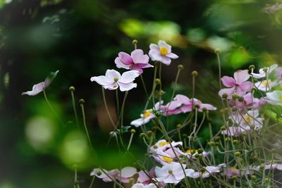 Close-up of pink flowering plants on field