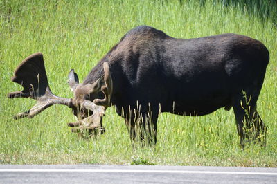 Horses grazing on field