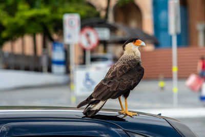 Close-up of hawk perching on car