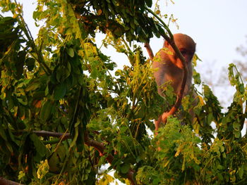 Low angle view of monkey on tree