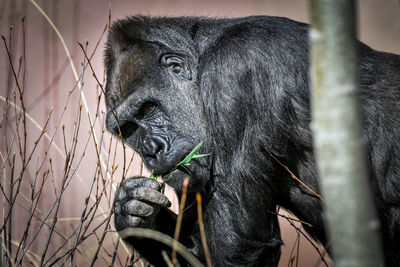 Close-up of a monkey