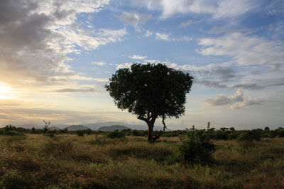Tree on field against sky during sunset