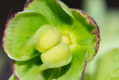 Close-up of fruit on plant