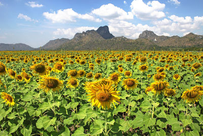 Scenic view of sunflower field against cloudy sky