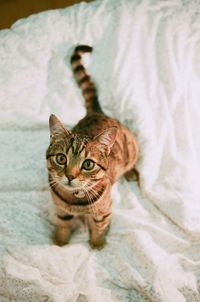 Portrait of cat on sheet at home