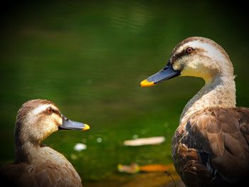 Close-up of bird in water