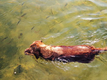 High angle view of dog in water