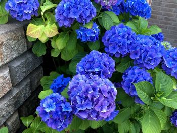 High angle view of purple hydrangea flowers