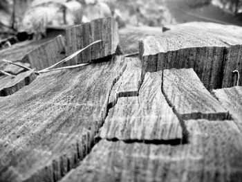 Close-up of wooden log