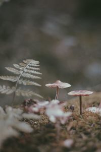 Close-up of mushrooms and plants growing on field