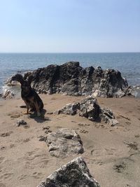 Dog sitting on beach