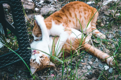 High angle view of cat on field