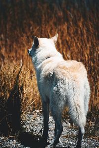 Cat standing on field